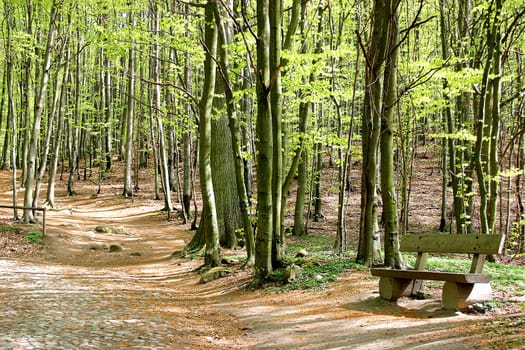 Forest path with bench