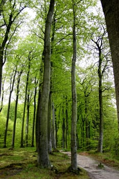 Waldweg 02