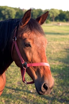 Horse's Head 01