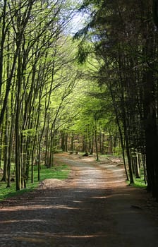 Waldweg 01
