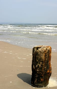 tree trunk on the beach 01
