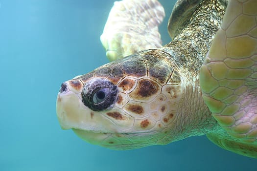 Turtle 02