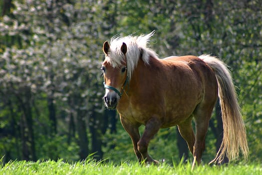 Horse 08