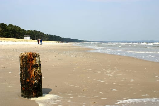 Tree trunk on the beach 02