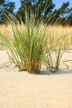 Beach grass 02
