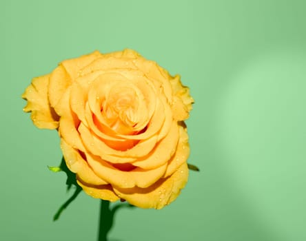 Yellow Rose