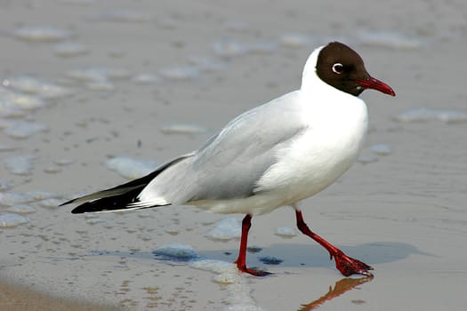 Seagull on the beach