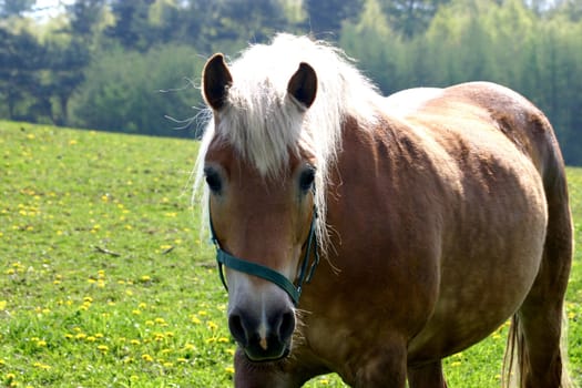 Horse 09