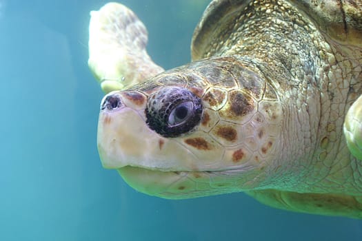 Turtle 01