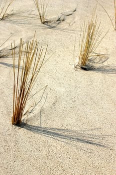 Beach grass 01