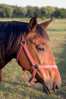 Horse's Head 02