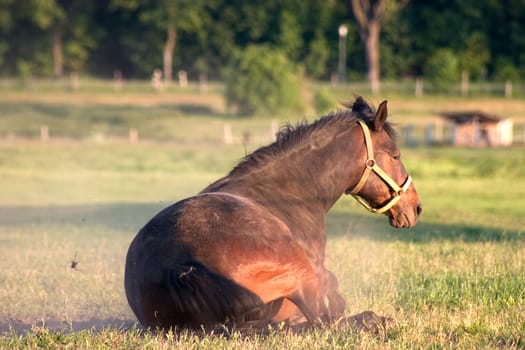 Horse 03