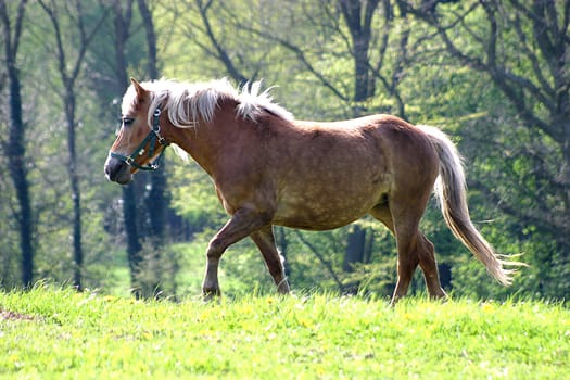 Horse 01