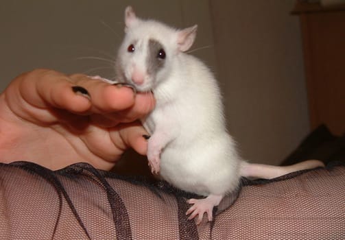 Small Rats Series. Lucy. This is the small one from the picture "take me with you""."
