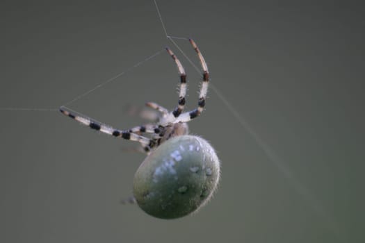 Fat spider