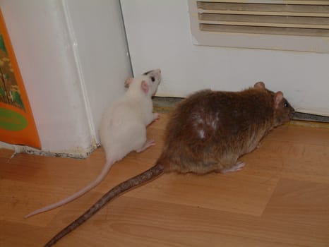 Small Rats Series.  Lucy and Nanny.