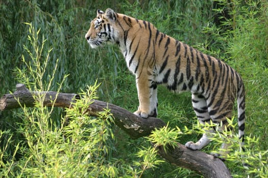 Vigilant big cat