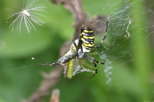 Wasp spider