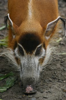 Brush-eared pig