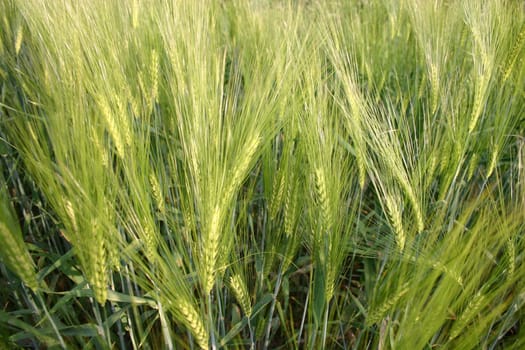 Green barley