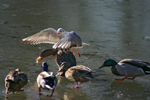 Seagull tries to steal the food from the ducks on a frozen lake. The pictures were taken in Schönbusch Park in Aschaffenburg,Bavaria. Continuous shooting 4 of 24