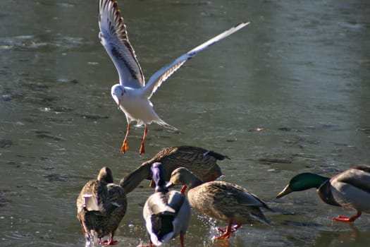 Seagull tries to steal the food from the ducks on a frozen lake. The pictures were taken in Schönbusch Park in Aschaffenburg,Bavaria. Continuous shooting 5 of 24