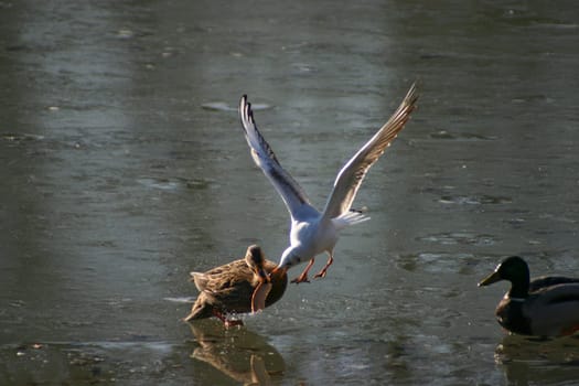 Seagull tries to steal the food from the ducks on a frozen lake. The pictures were taken in Schönbusch Park in Aschaffenburg,Bavaria. Continuous shooting 8 of 24