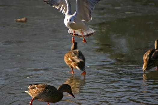 Seagull tries to steal the food from the ducks on a frozen lake. The pictures were taken in Schönbusch Park in Aschaffenburg,Bavaria. Continuous shooting 2 of 24