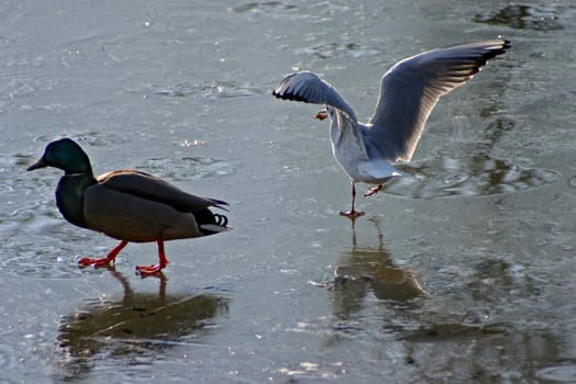 Seagull tries to steal the food from the ducks on a frozen lake. The pictures were taken in Schönbusch Park in Aschaffenburg,Bavaria. Continuous shooting 15 of 24