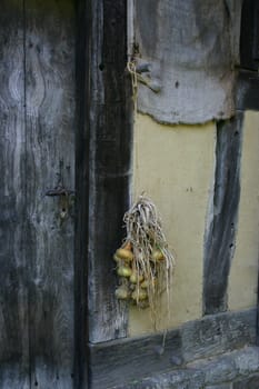 Onion bunch