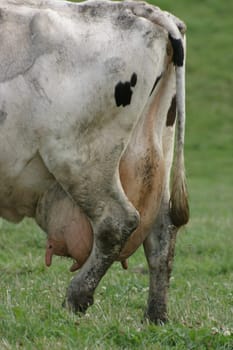 Ready for milking