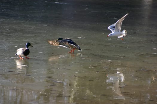 Seagull tries to steal the food from the ducks on a frozen lake. The pictures were taken in Schönbusch Park in Aschaffenburg,Bavaria. Continuous shooting 16 of 24