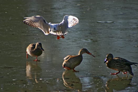 Seagull tries to steal the food from the ducks on a frozen lake. The pictures were taken in Schönbusch Park in Aschaffenburg,Bavaria. Continuous shooting 13 of 24