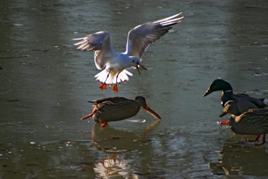Seagull tries to steal the food from the ducks on a frozen lake. The pictures were taken in Schönbusch Park in Aschaffenburg,Bavaria. Continuous shooting 11 of 24