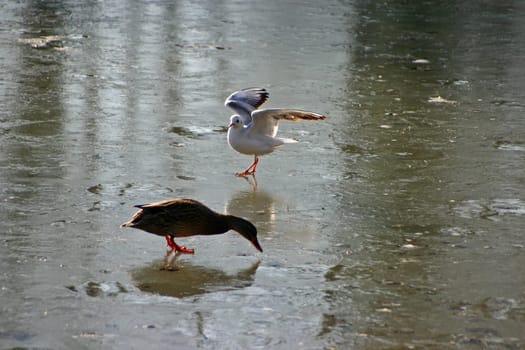 Seagull tries to steal the food from the ducks on a frozen lake. The pictures were taken in Schönbusch Park in Aschaffenburg,Bavaria. Continuous shooting 21 of 24