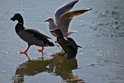Seagull tries to steal the food from the ducks on a frozen lake. The pictures were taken in Schönbusch Park in Aschaffenburg,Bavaria. Continuous shooting 14 of 24