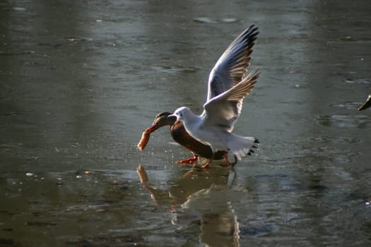 Seagull tries to steal the food from the ducks on a frozen lake. The pictures were taken in Schönbusch Park in Aschaffenburg,Bavaria. Continuous shooting 9 of 24