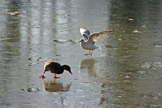 Seagull tries to steal the food from the ducks on a frozen lake. The pictures were taken in Schönbusch Park in Aschaffenburg,Bavaria. Continuous shooting 20 of 24