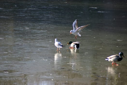Seagull tries to steal the food from the ducks on a frozen lake. The pictures were taken in Schönbusch Park in Aschaffenburg,Bavaria. Continuous shooting 19 of 24