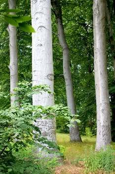 Silver Forest