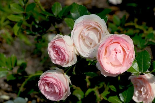 Peasant roses