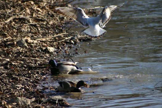 Seagull tries to steal the food from the ducks on a frozen lake. The pictures were taken in Schönbusch Park in Aschaffenburg,Bavaria. Continuous shooting 22 of 24