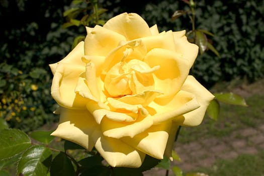 Yellow garden rose