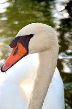Swan