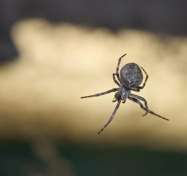 Spider 01