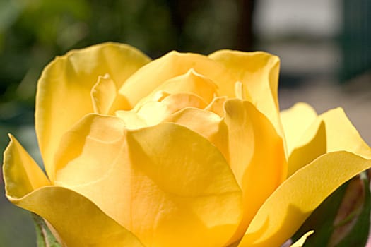 Garden Flower 02