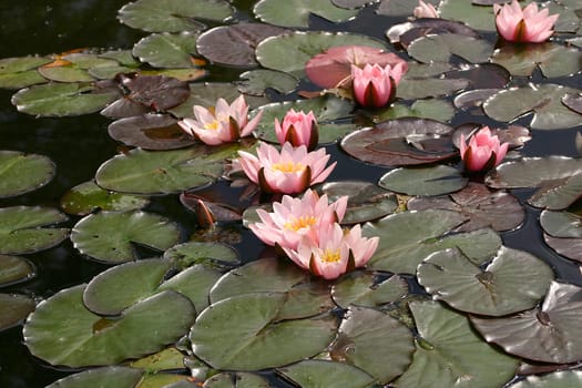 Water lilies