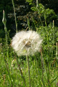 Dandelion
