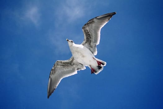 Seagull