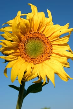 Sunflower 03